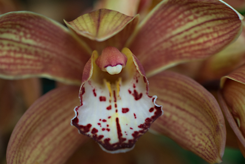 Photography-Floral-#3988 Orchid