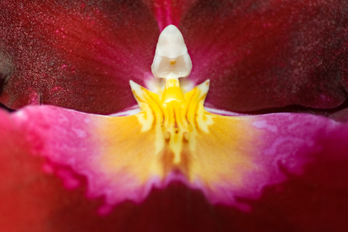 Photography-Floral-#4000 Orchid