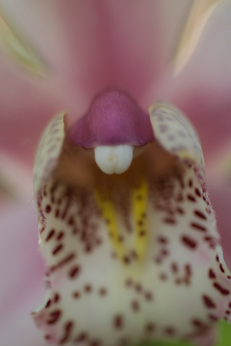 Photography-Floral-#4002 Orchid