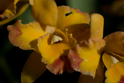 Photography-Floral-#4005 Orchid