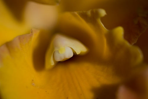 Photography-Abstract-#4007 Yellow