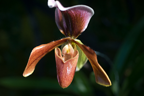 Photography-Floral-#4010 Orchid