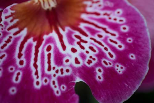 Photography-Abstract-#4018 Orchid
