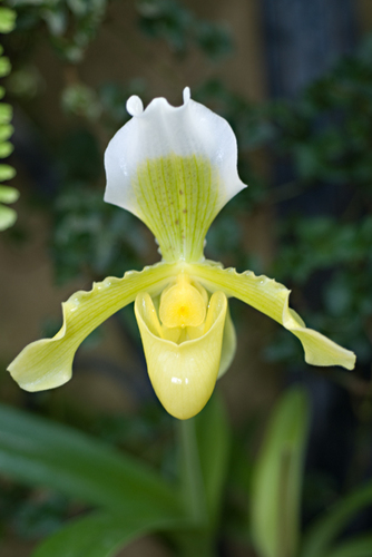 Photography-Floral-#4026 Orchid
