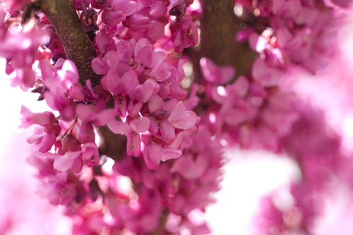 Photography-Floral-#0171-Pinks