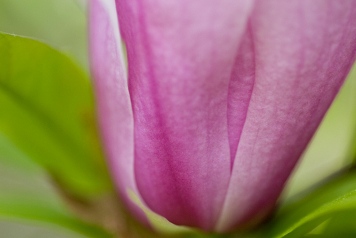 Photography-Floral-#0205-pink green