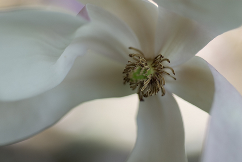 Photography-#0228- Pale