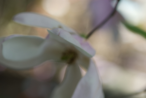 Photography-#0230- Pale