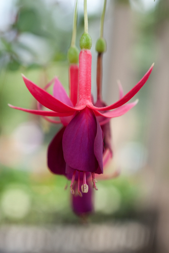 Photography-Floral-# 0995 Pinks Purples
