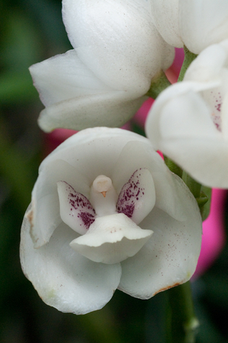 Photography-Floral-#1124 White Orchid