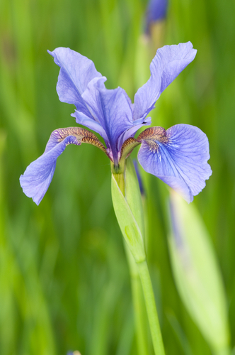 Photography-Iris #0807