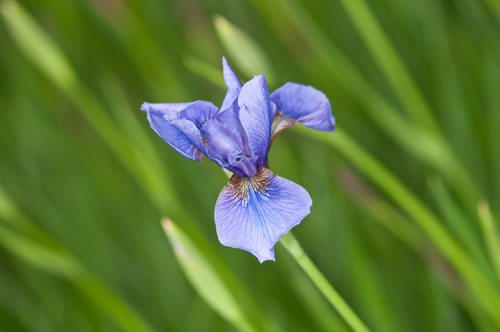 Photography-Iris #0821