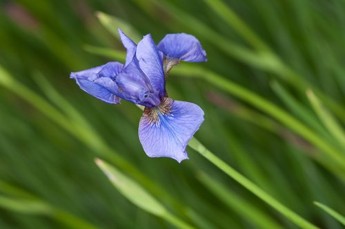 Photography-Iris #0822