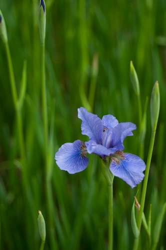Photography-Iris #0847