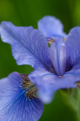 Photography-Iris #0849
