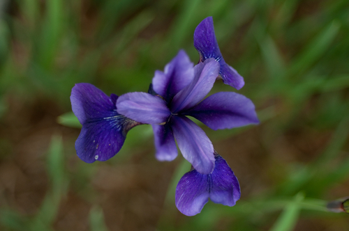 Photography-Iris #0853