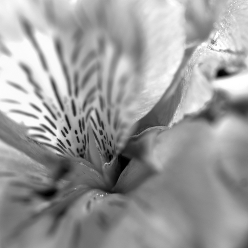 Photography-Abstract-#1126 Black and White