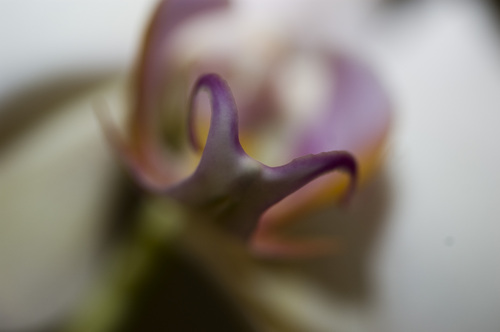 Photography-#30 white with purple