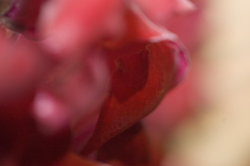 Photography-#917 rosie