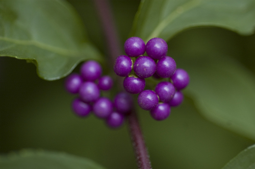 Photography-Nature-Like grapes