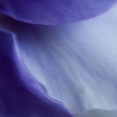 Photography-# 493 blues
