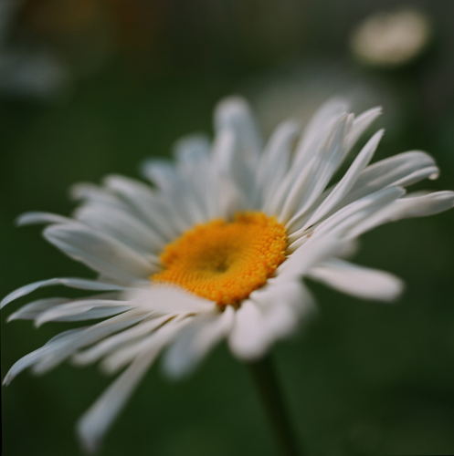 Photography-#19 Daisy