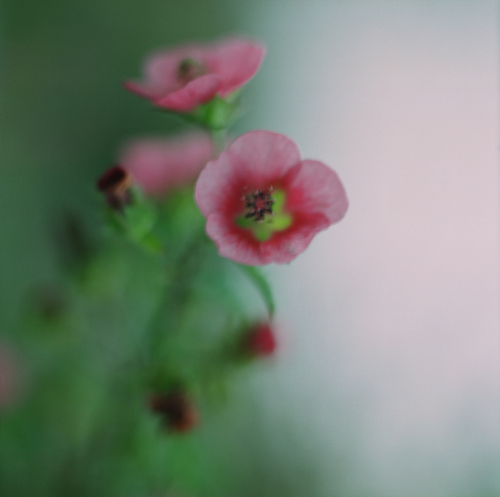Photography-Nature-# 29