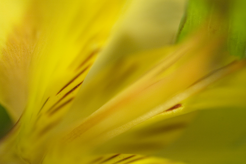 Photography-# 33 yellow