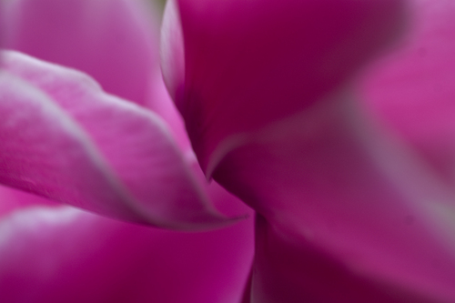 Photography-#476 magenta