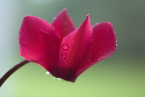 Photography-Nature-cyclamen