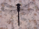 Dragonfly (thumbnail)