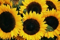 Seattle market sunflower
