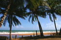 PuertoRico palm trees1