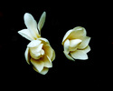 Magnolias