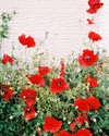 Canvas Poppies