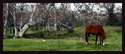Horse Landscape