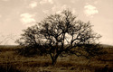 Livermore Oak