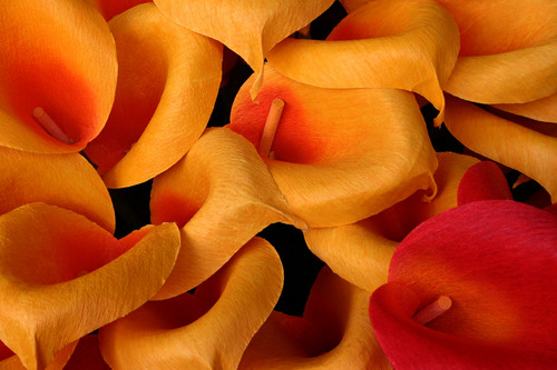 Wax Lillies