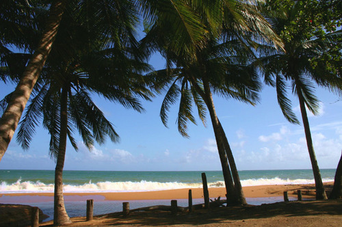 PuertoRico palm trees1