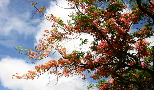 Hawaii Blossoms