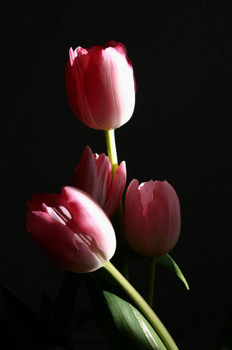 Tulips1