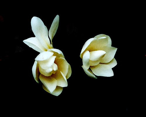 Magnolias