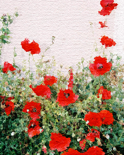 Canvas Poppies