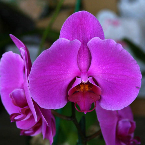 Orchid