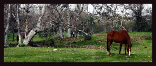 Horse Landscape