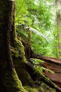 Digital Art--Photography-LandscapeWoods #2