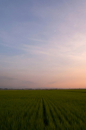Digital Art-Rice Paddy #2