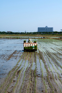 Digital Art--Photography-LandscapeRice Paddy #4