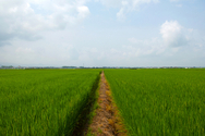 Digital Art-Rice Paddy #5