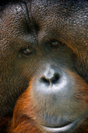 Orang Utan